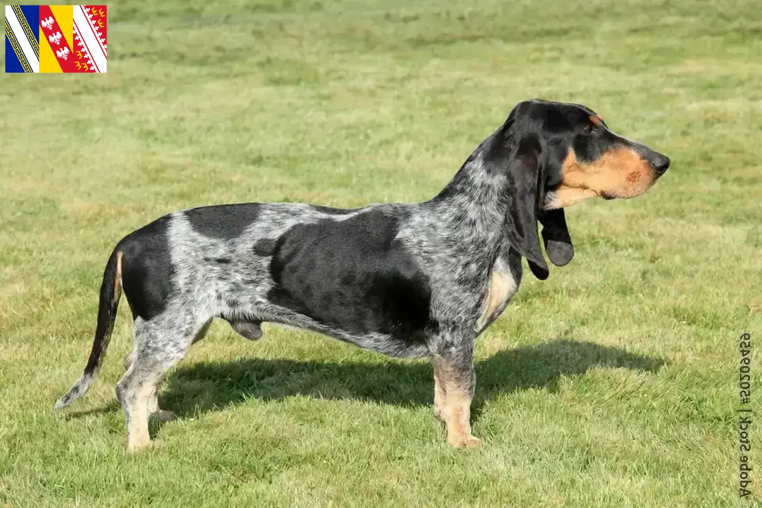 Basset bleu de Gascogne puppies and breeders Grand Est Find Basset bleu de Gascognes breeders in Grand Est.