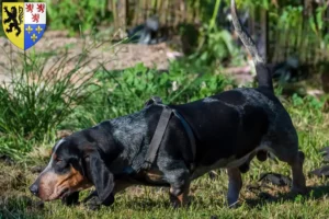 Read more about the article Basset bleu de Gascogne breeders and puppies in Hauts-de-France