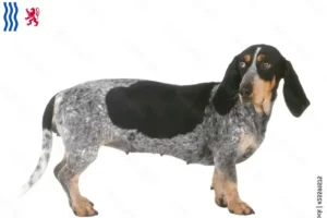 Read more about the article Basset bleu de Gascogne breeders and puppies in Nouvelle-Aquitaine
