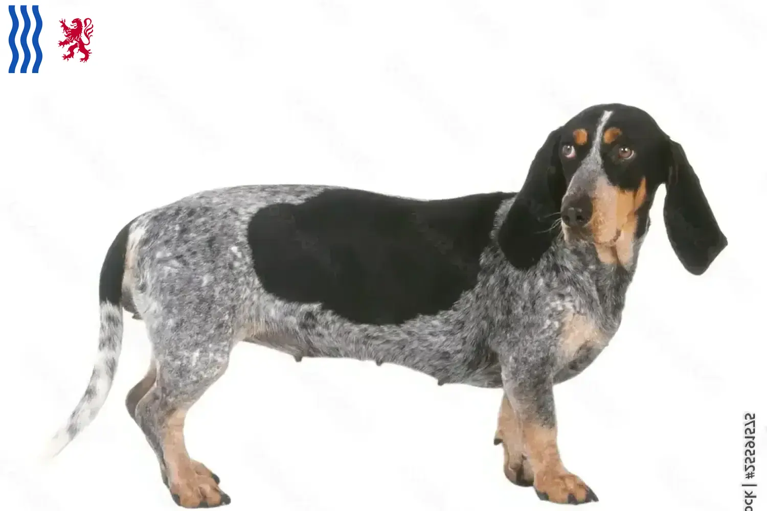 Basset bleu de Gascogne puppies and breeders Nouvelle-Aquitaine Find Basset bleu de Gascognes breeders in Nouvelle-Aquitaine.