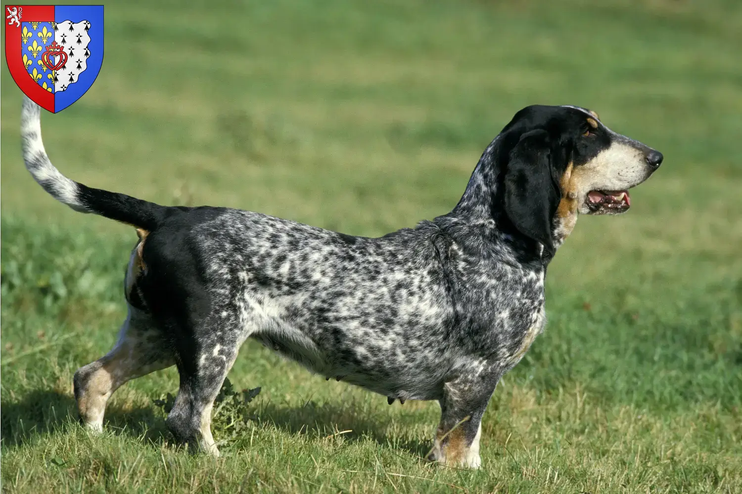Basset bleu de Gascogne puppies and breeders Pays de la Loire Find Basset bleu de Gascognes breeders in Pays de la Loire.