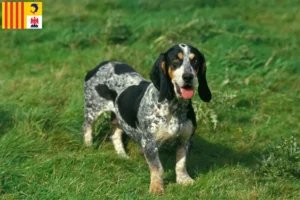 Read more about the article Basset bleu de Gascogne breeders and puppies in Provence-Alpes-Côte d’Azur