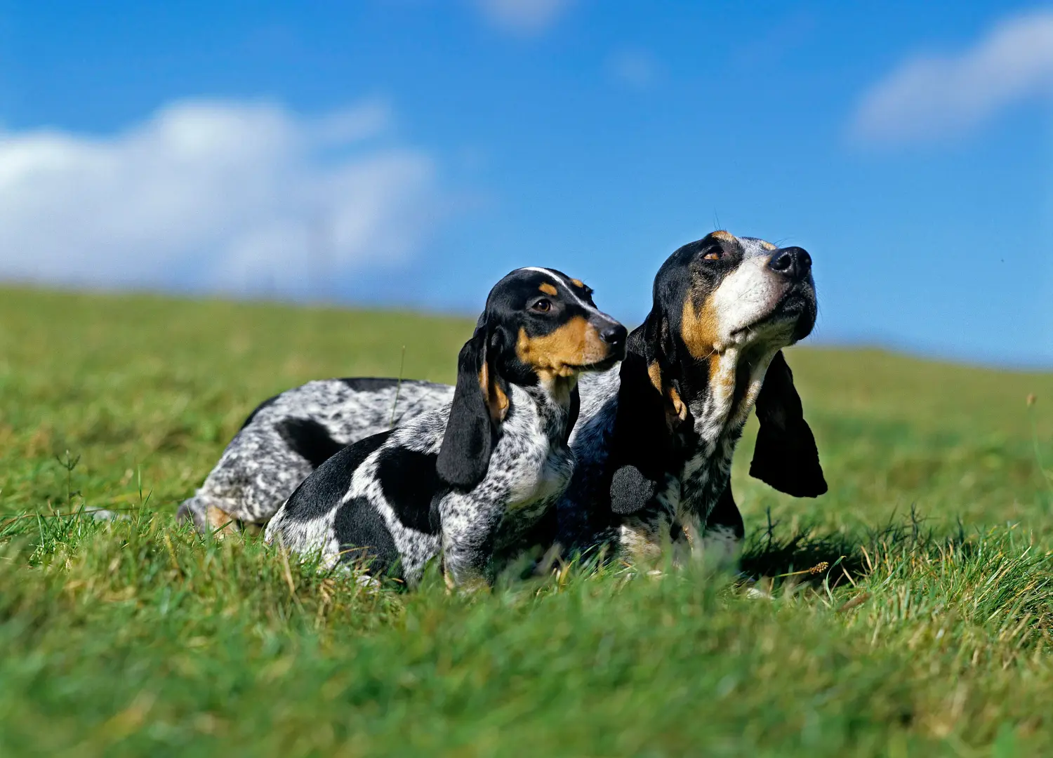 Buying a Basset bleu de Gascogne puppy means taking responsibility! Buy Basset bleu de Gascogne puppies.