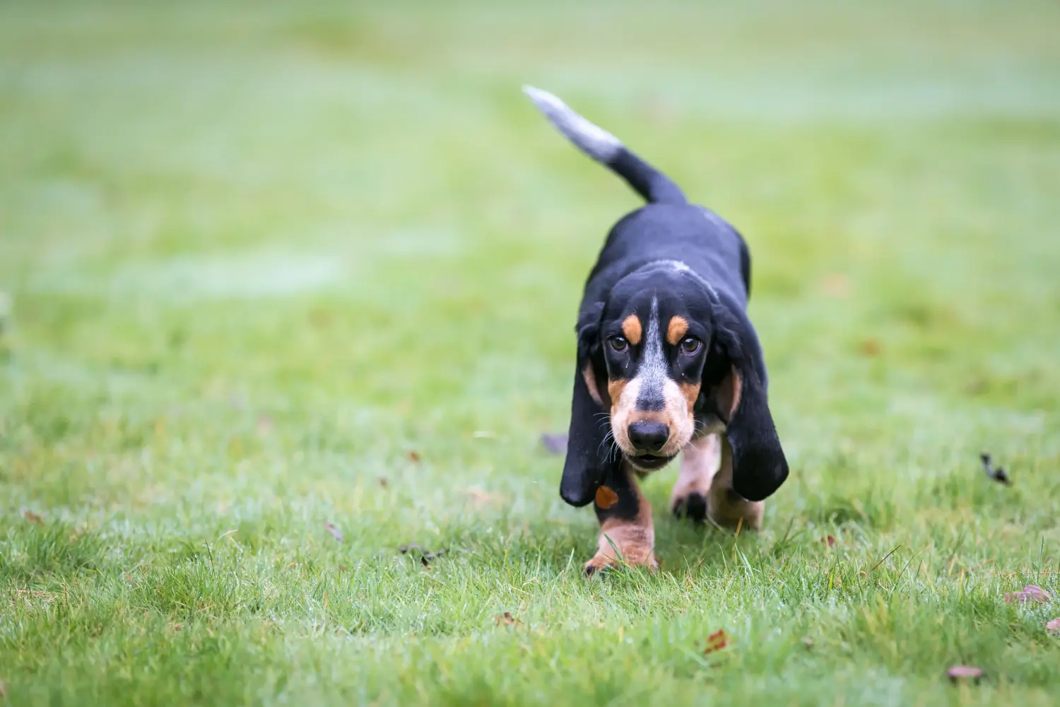 Buying a Basset bleu de Gascogne puppy means taking responsibility! Buy Basset bleu de Gascogne puppies.
