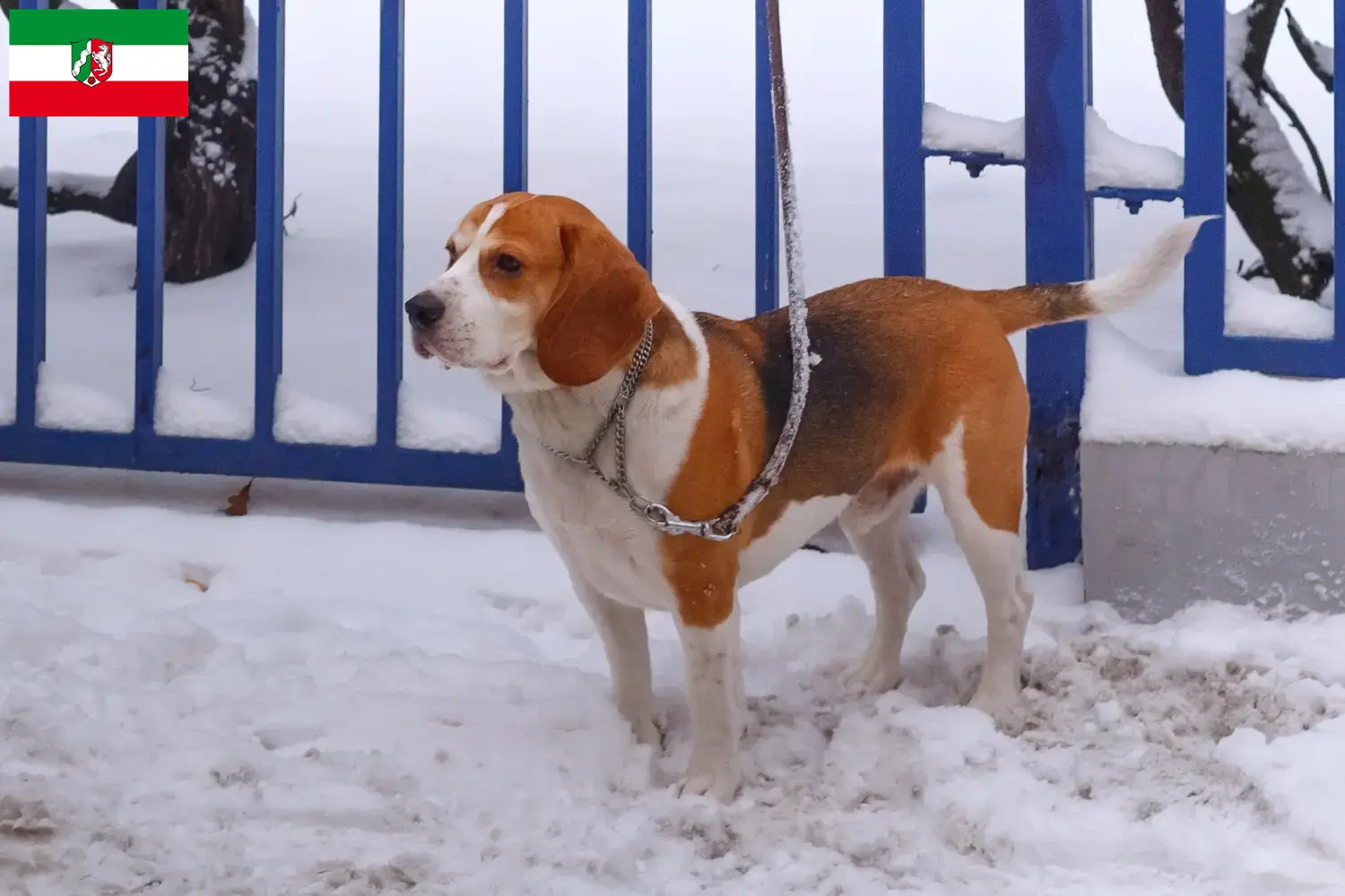 Beagle Harrier puppies and breeders North Rhine-Westphalia Find Beagle Harrier breeders in North Rhine-Westphalia.