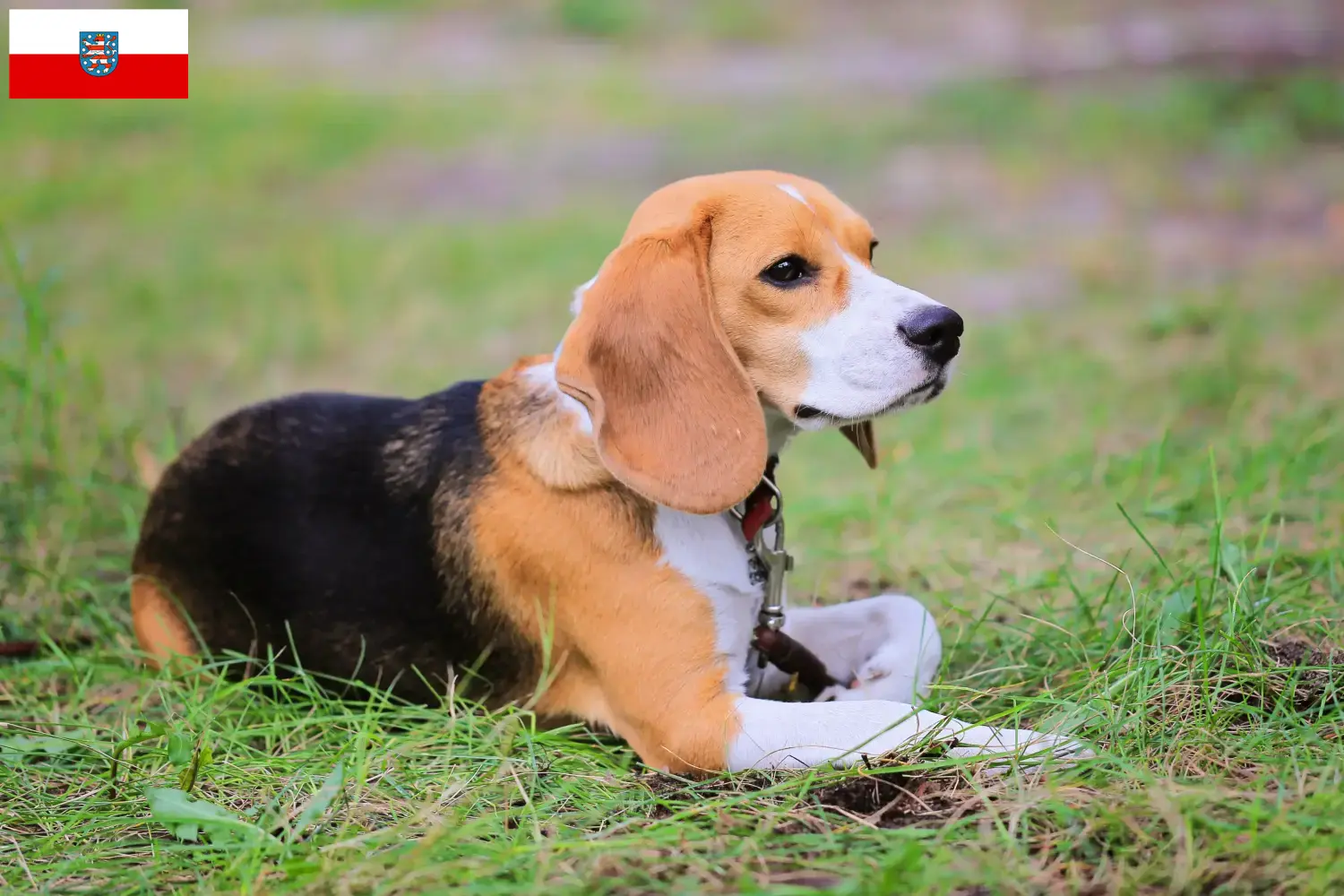 Beagle Harrier puppies and breeders Thuringia Find Beagle Harrier breeders in Thuringia.
