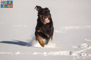 Read more about the article Berger d’Auvergne breeders and puppies in Bourgogne-Franche-Comté