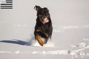 Read more about the article Berger d’Auvergne breeders and puppies in Brittany