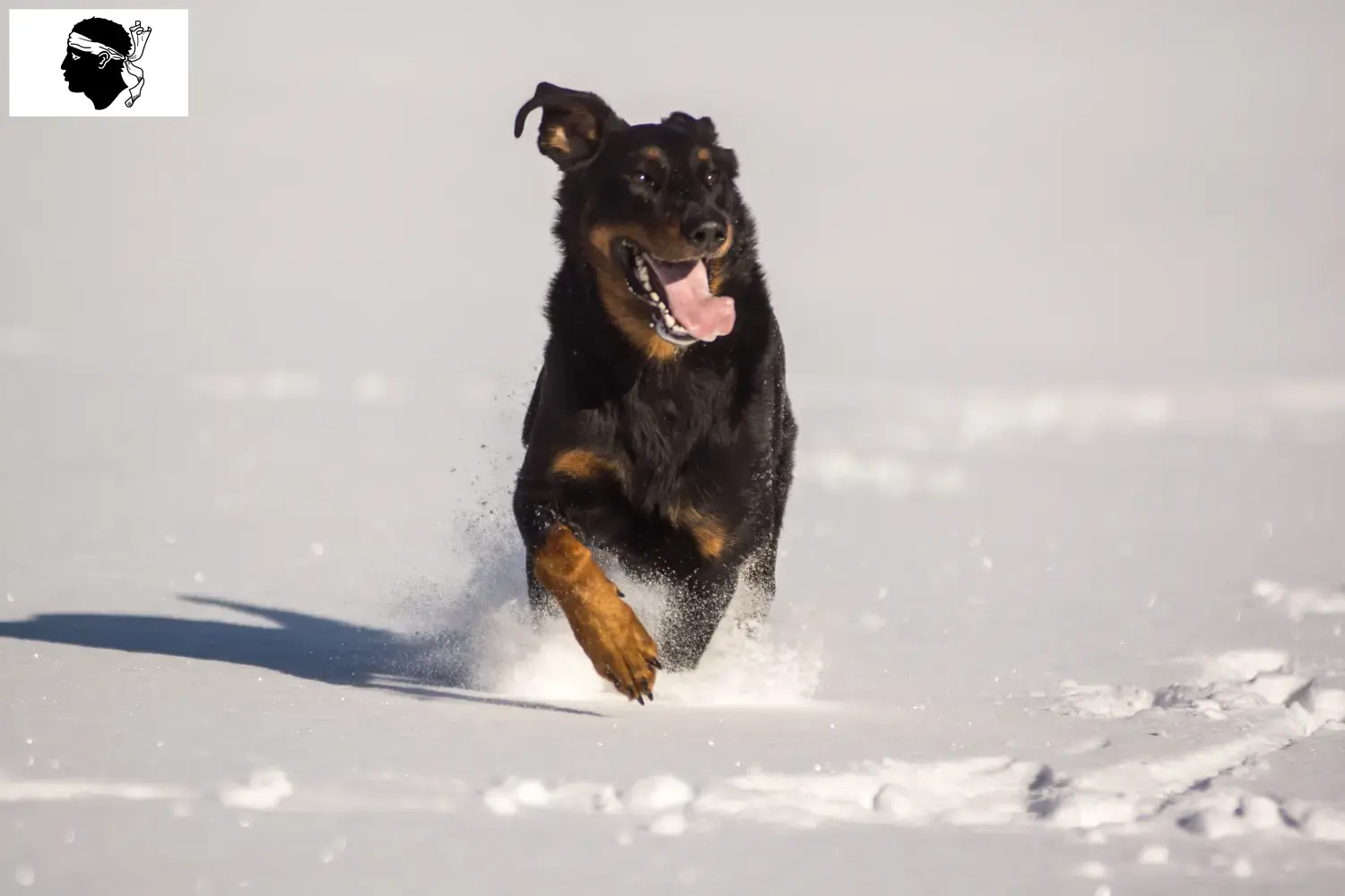 Read more about the article Berger d’Auvergne breeders and puppies in Corsica