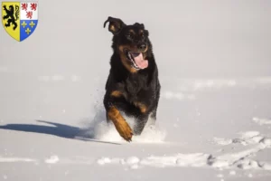 Read more about the article Berger d’Auvergne breeders and puppies in Hauts-de-France
