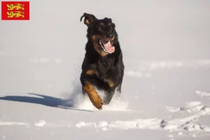 Read more about the article Berger d’Auvergne breeders and puppies in Normandy