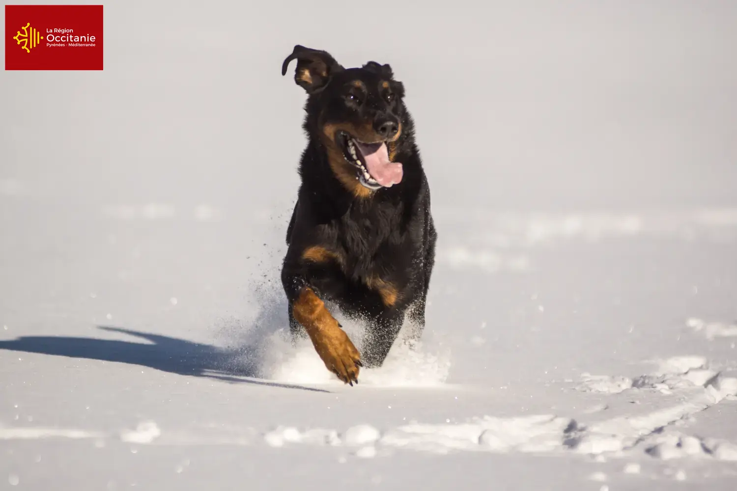 Berger d'Auvergne puppies and breeders Occitania Here you can find Berger d'Auvergnes breeders in Occitania.
