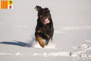 Read more about the article Berger d’Auvergne breeders and puppies in Provence-Alpes-Côte d’Azur