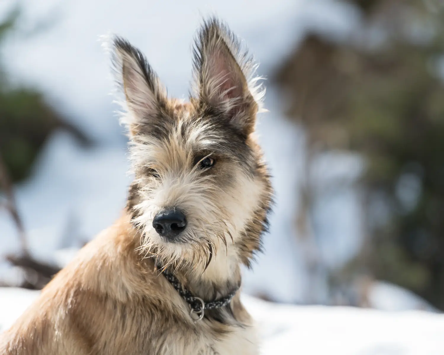 Buying a Berger de Picardie puppy means taking responsibility! Buy Berger de Picardie puppies.