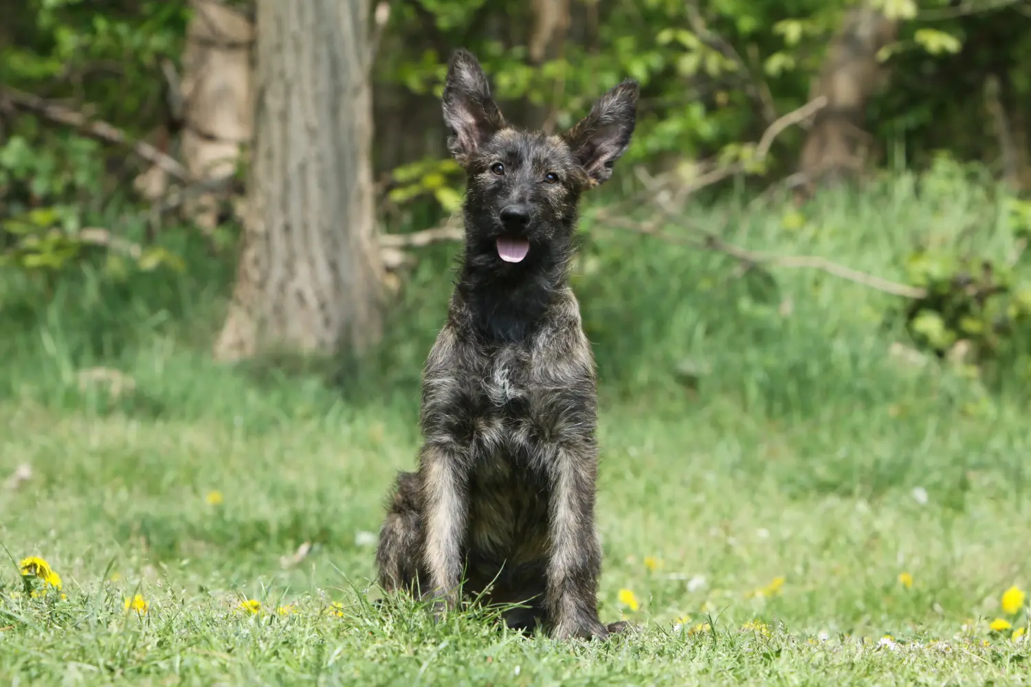 Buying a Berger de Picardie puppy means taking responsibility! Buy Berger de Picardie puppies.