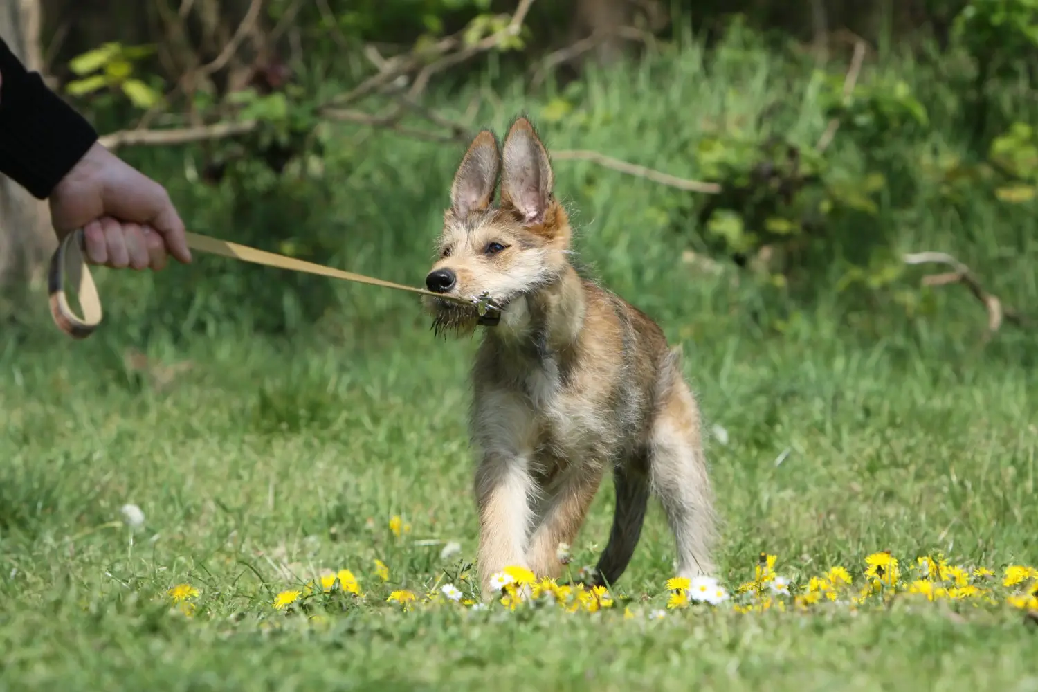 Buying a Berger de Picardie puppy means taking responsibility! Buy Berger de Picardie puppies.