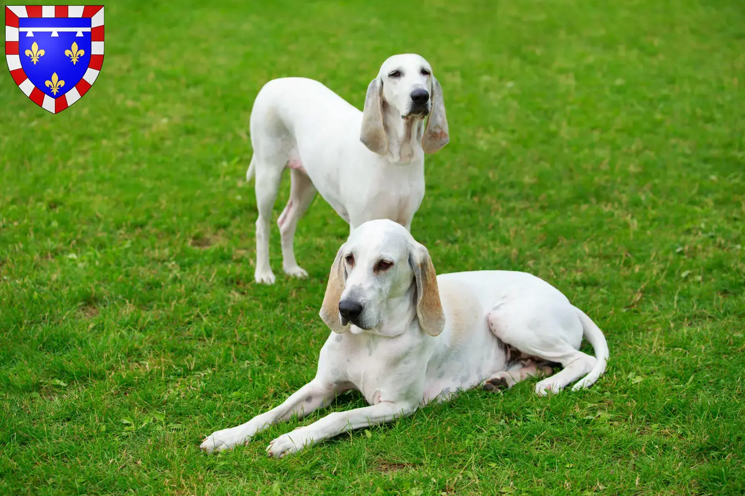 Billy puppies and breeders Centre-Val de Loire Find here Billys breeders in Centre-Val de Loire.