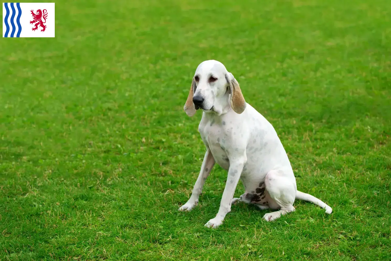 Billy puppies and breeder Nouvelle-Aquitaine Here you can find Billy's breeders in Nouvelle-Aquitaine.