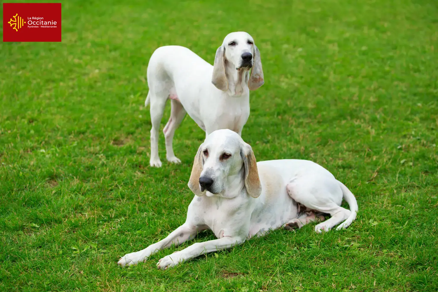 Billy puppies and breeders Occitania Here you can find Billy's breeders in Occitania.