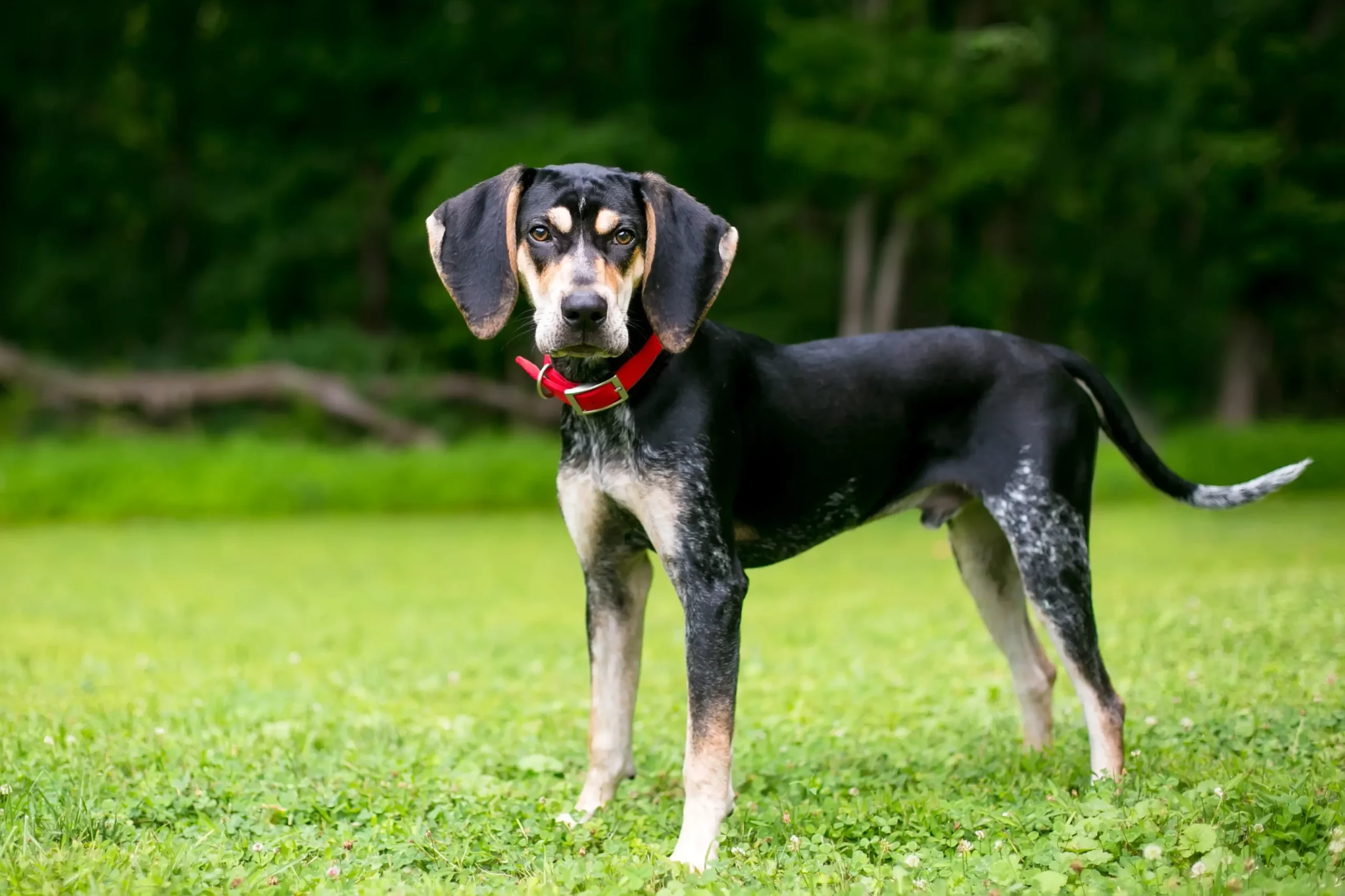 Read more about the article Bluetick Coonhound breeder