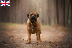 Read more about the article Boerboel breeders and puppies in Great Britain