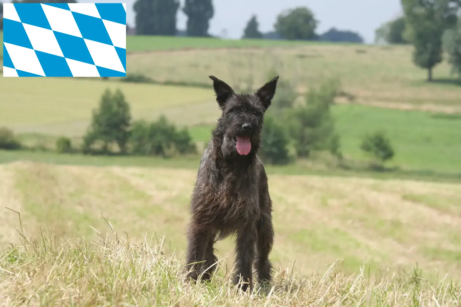Bouvier des Ardennes puppies and breeders Bavaria Here you will find Bouvier des Ardennes breeders in Bavaria.