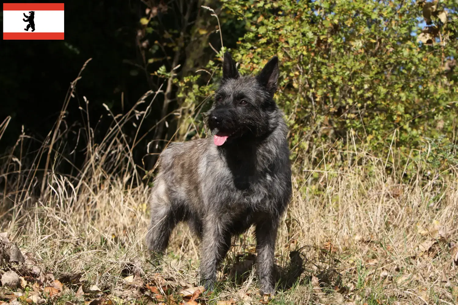 Bouvier des Ardennes puppies and breeders Berlin Find Bouvier des Ardennes breeders in Berlin here.