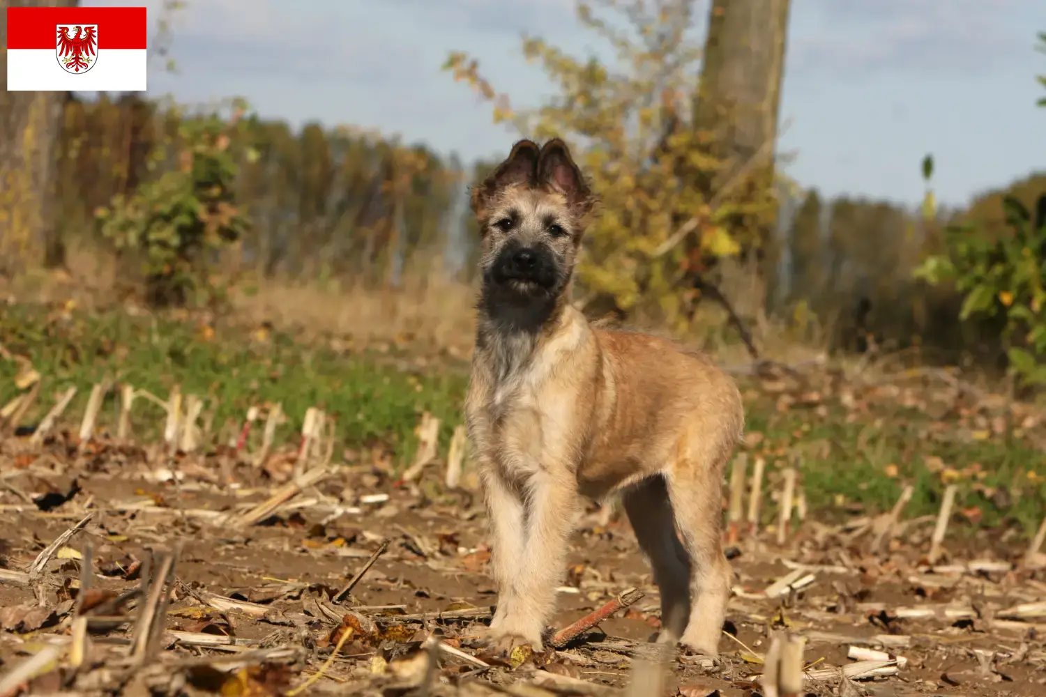 Bouvier des Ardennes puppies and breeders Brandenburg Here you will find Bouvier des Ardennes breeders in Brandenburg.