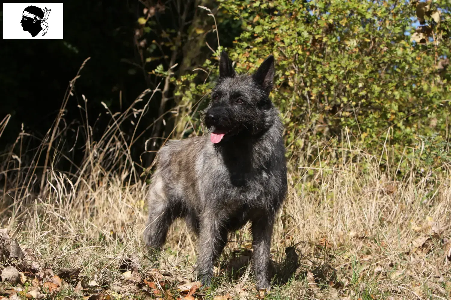 Bouvier des Ardennes puppies and breeders Corsica Here you can find Bouvier des Ardennes breeders in Corsica.