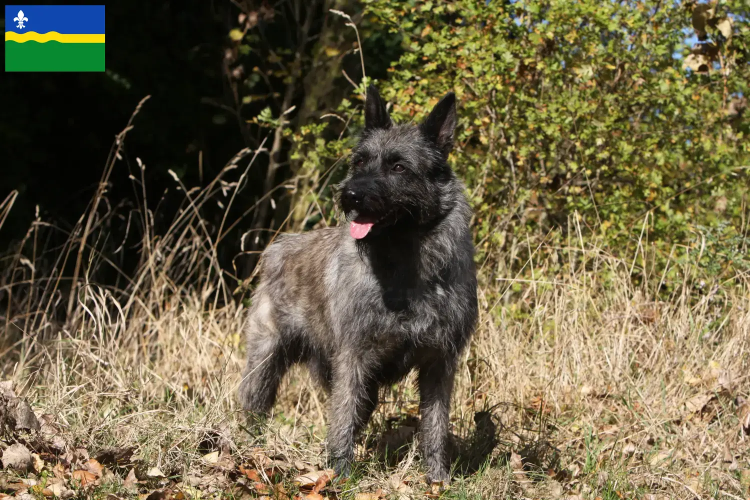 Bouvier des Ardennes puppies and breeders Flevoland Here you can find Bouvier des Ardennes breeders in Flevoland.
