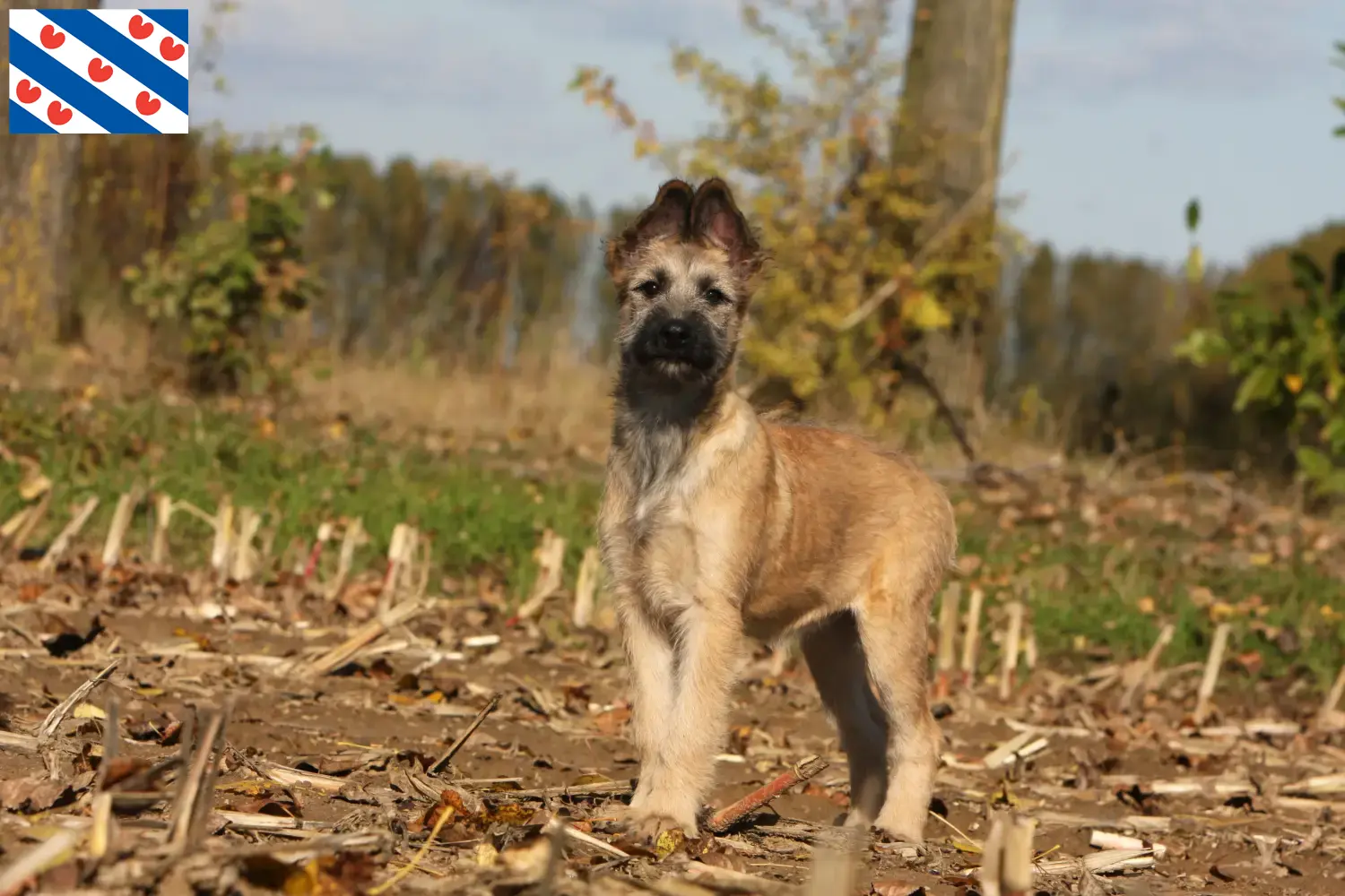 Bouvier des Ardennes puppies and breeders Friesland Find Bouvier des Ardennes breeders in Friesland.