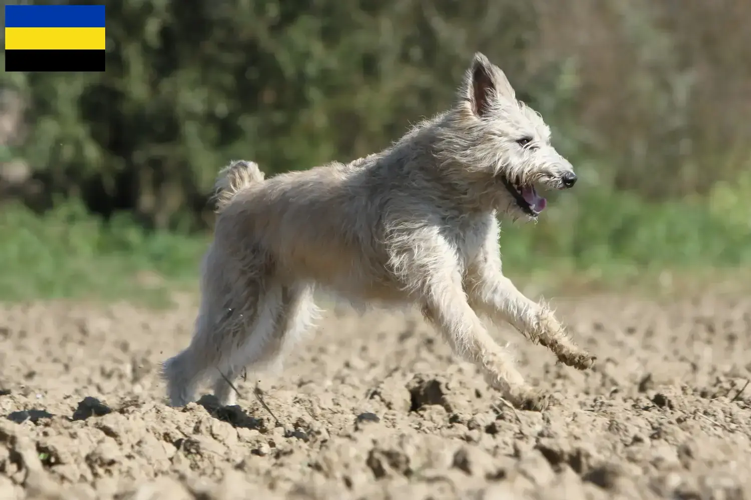 Bouvier des Ardennes puppies and breeders Gelderland Here you will find Bouvier des Ardennes breeders in Gelderland.