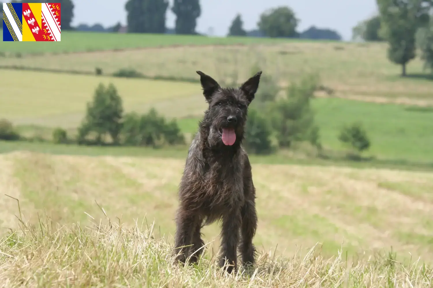 Read more about the article Bouvier des Ardennes breeders and puppies in Grand Est