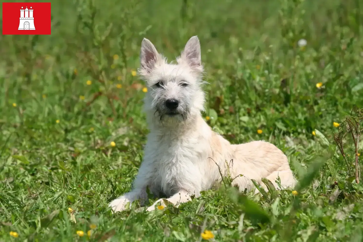 Bouvier des Ardennes puppies and breeders Hamburg Here you will find Bouvier des Ardennes breeders in Hamburg.