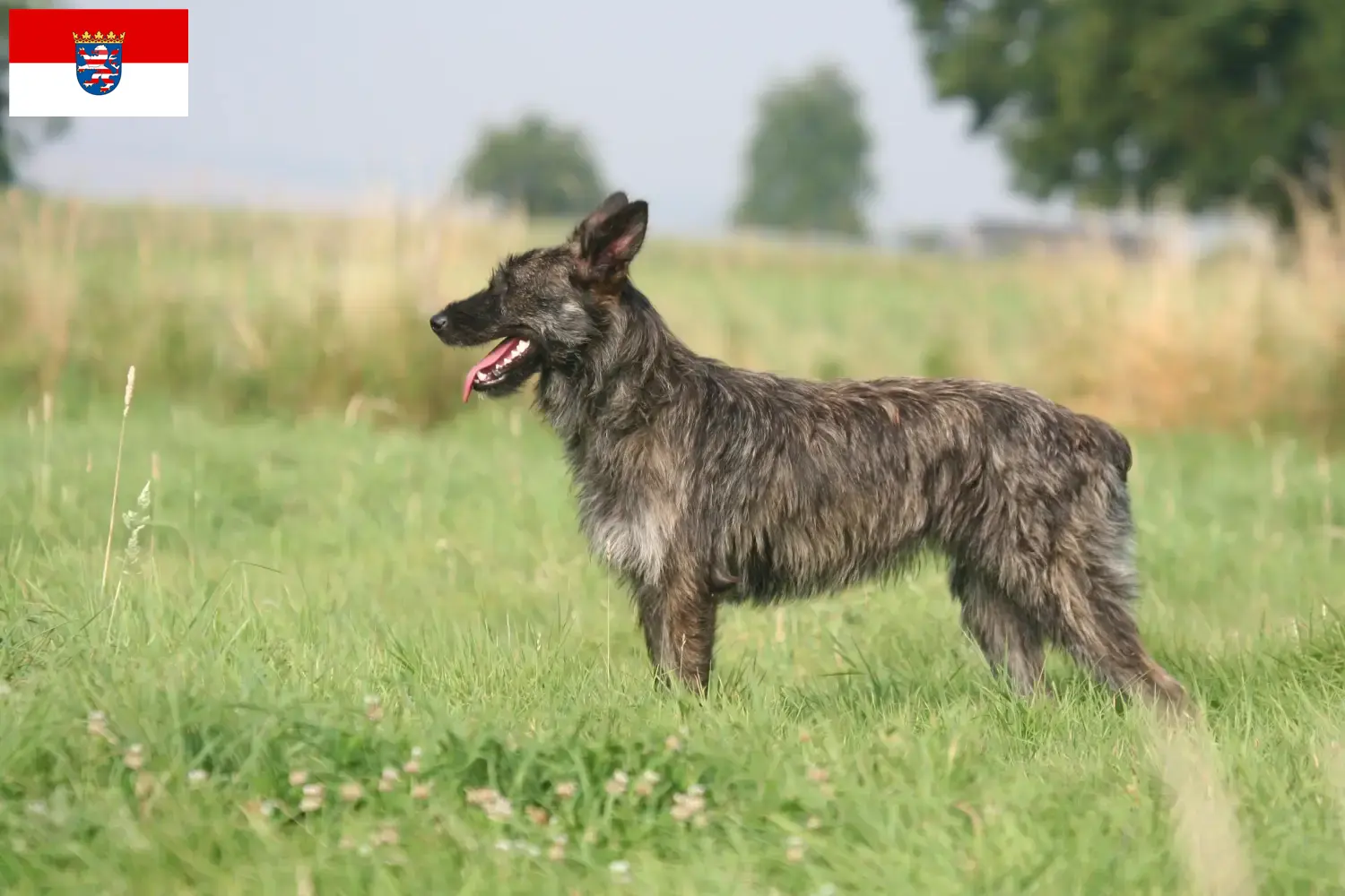 Read more about the article Bouvier des Ardennes breeders and puppies in Hessen