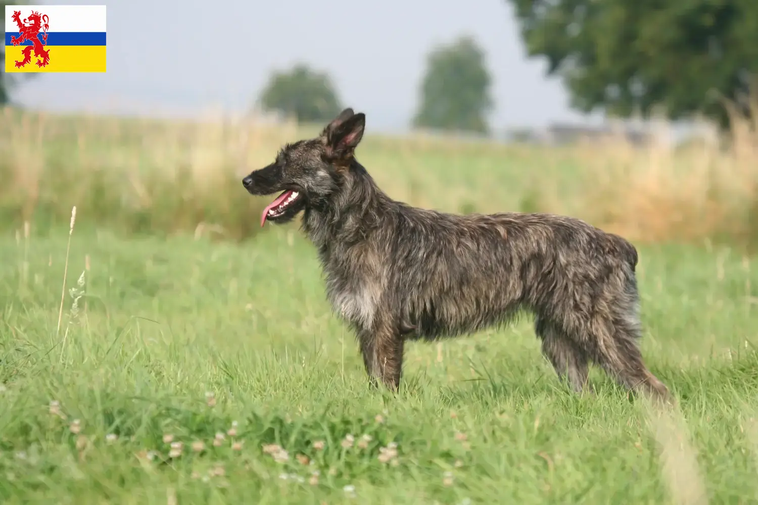 Bouvier des Ardennes puppies and breeders Limburg Find Bouvier des Ardennes breeders in Limburg.