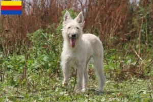 Read more about the article Bouvier des Ardennes breeders and puppies in North Holland