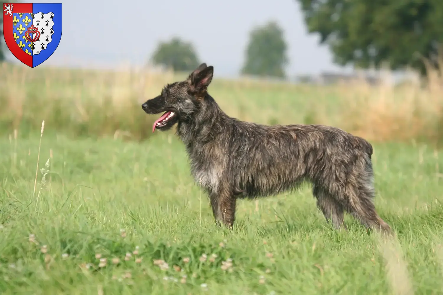 Bouvier des Ardennes puppies and breeders Pays de la Loire Find Bouvier des Ardennes breeders in Pays de la Loire.