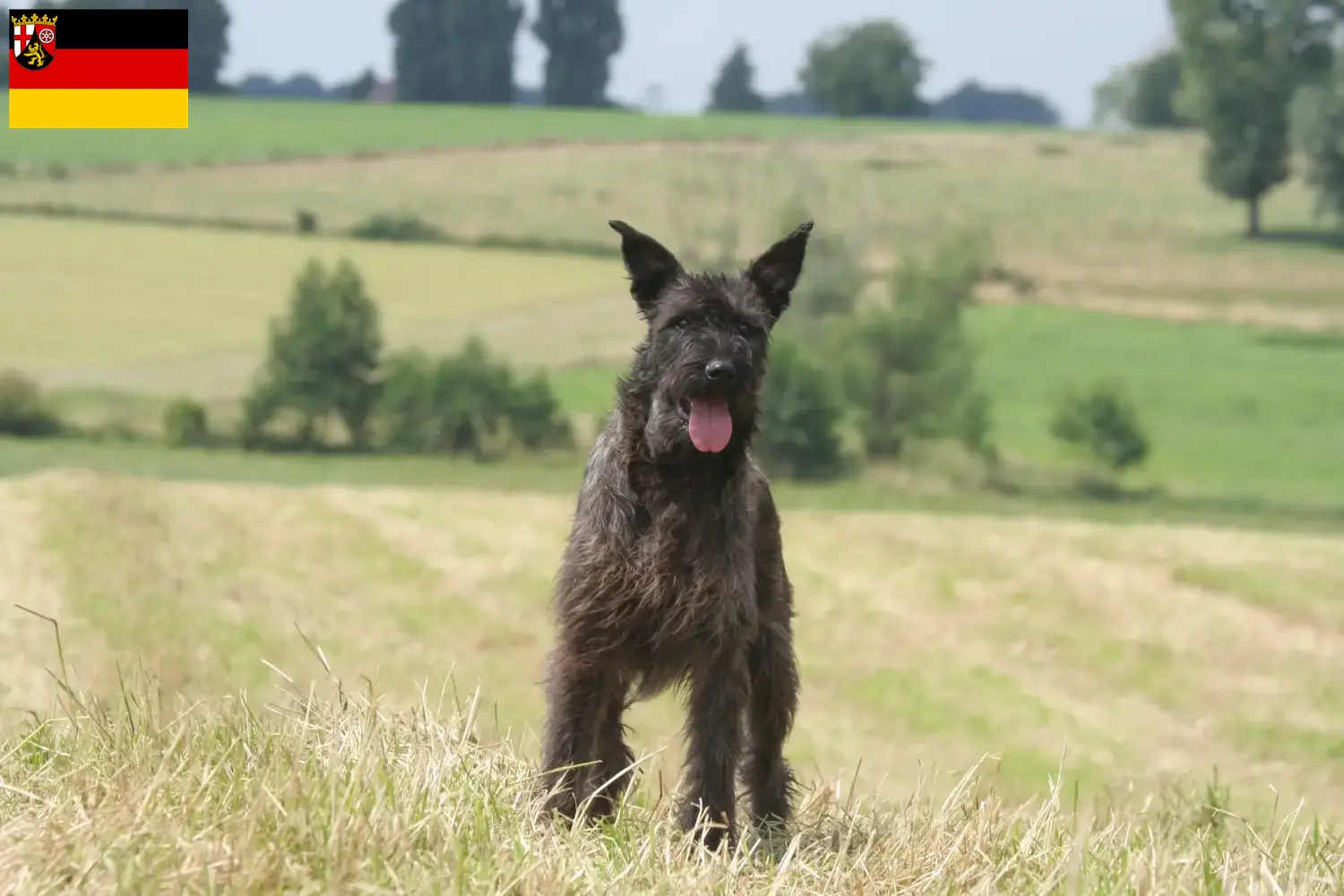 Bouvier des Ardennes puppies and breeders Rhineland-Palatinate Here you will find Bouvier des Ardennes breeders in Rhineland-Palatinate.