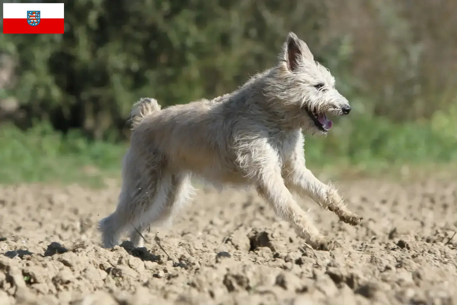 Read more about the article Bouvier des Ardennes breeders and puppies in Thuringia