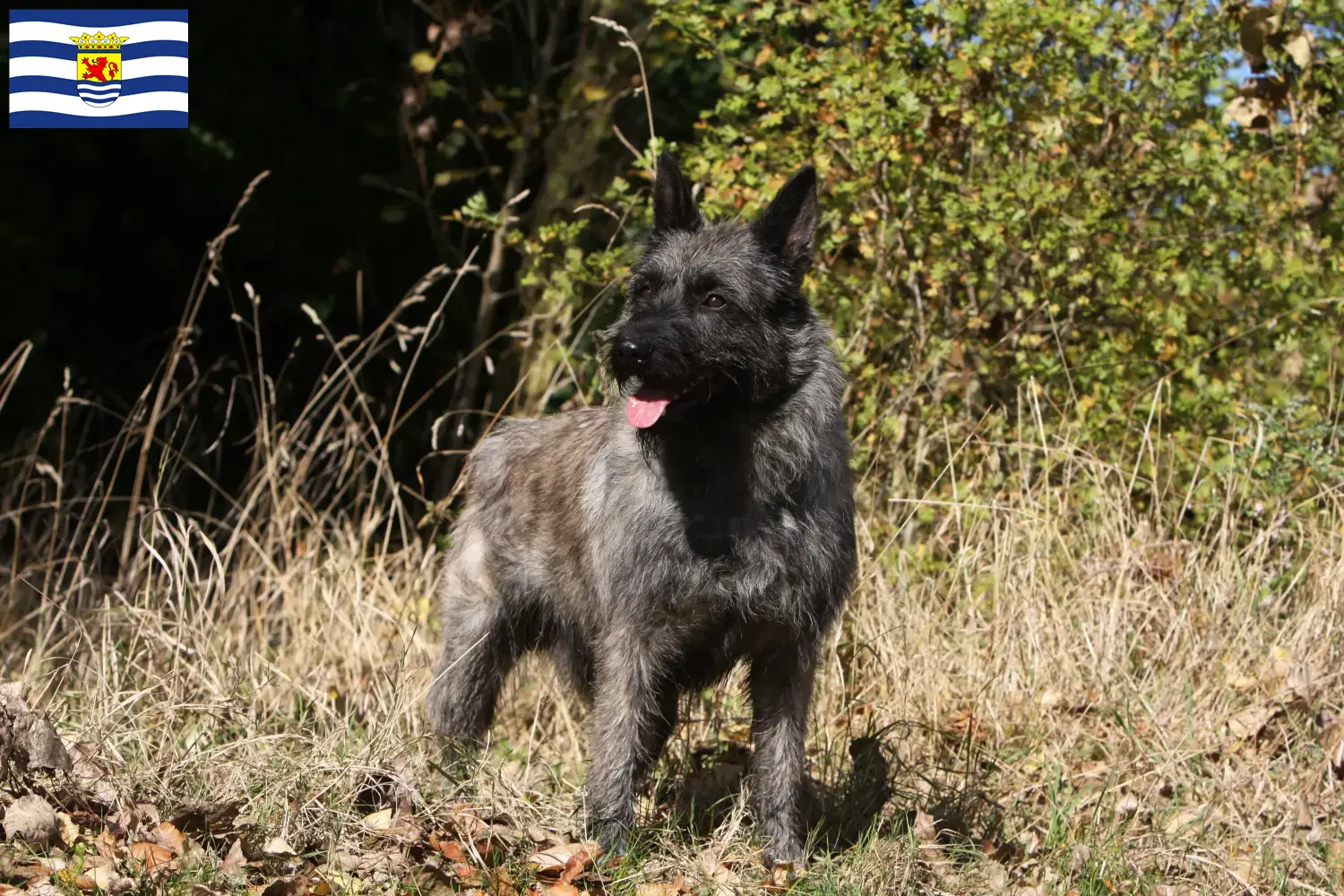 Bouvier des Ardennes puppies and breeders Zeeland Find Bouvier des Ardennes breeders in Zeeland.