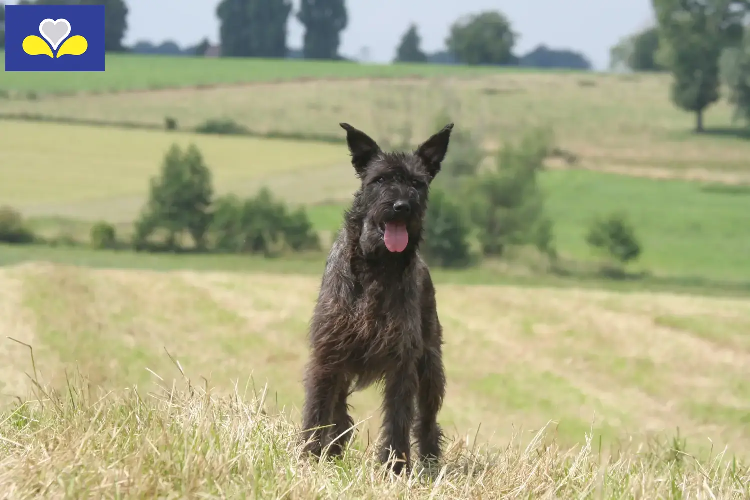 Bouvier des Ardennes puppies and breeders Brussels-Capital Region Find here Bouvier des Ardennes breeders in Brussels-Capital Region.