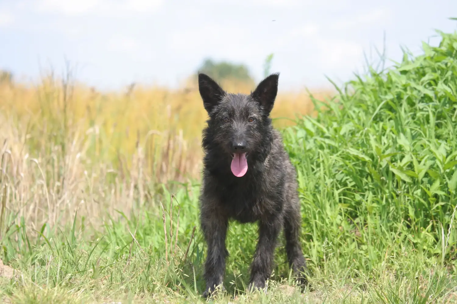 Buying a Bouvier des Ardennes puppy means taking responsibility! Buy Bouvier des Ardennes puppies.