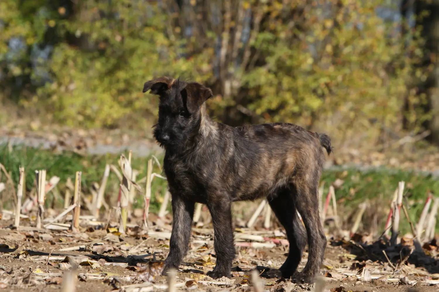 Buying a Bouvier des Ardennes puppy means taking responsibility! Buy Bouvier des Ardennes puppies.
