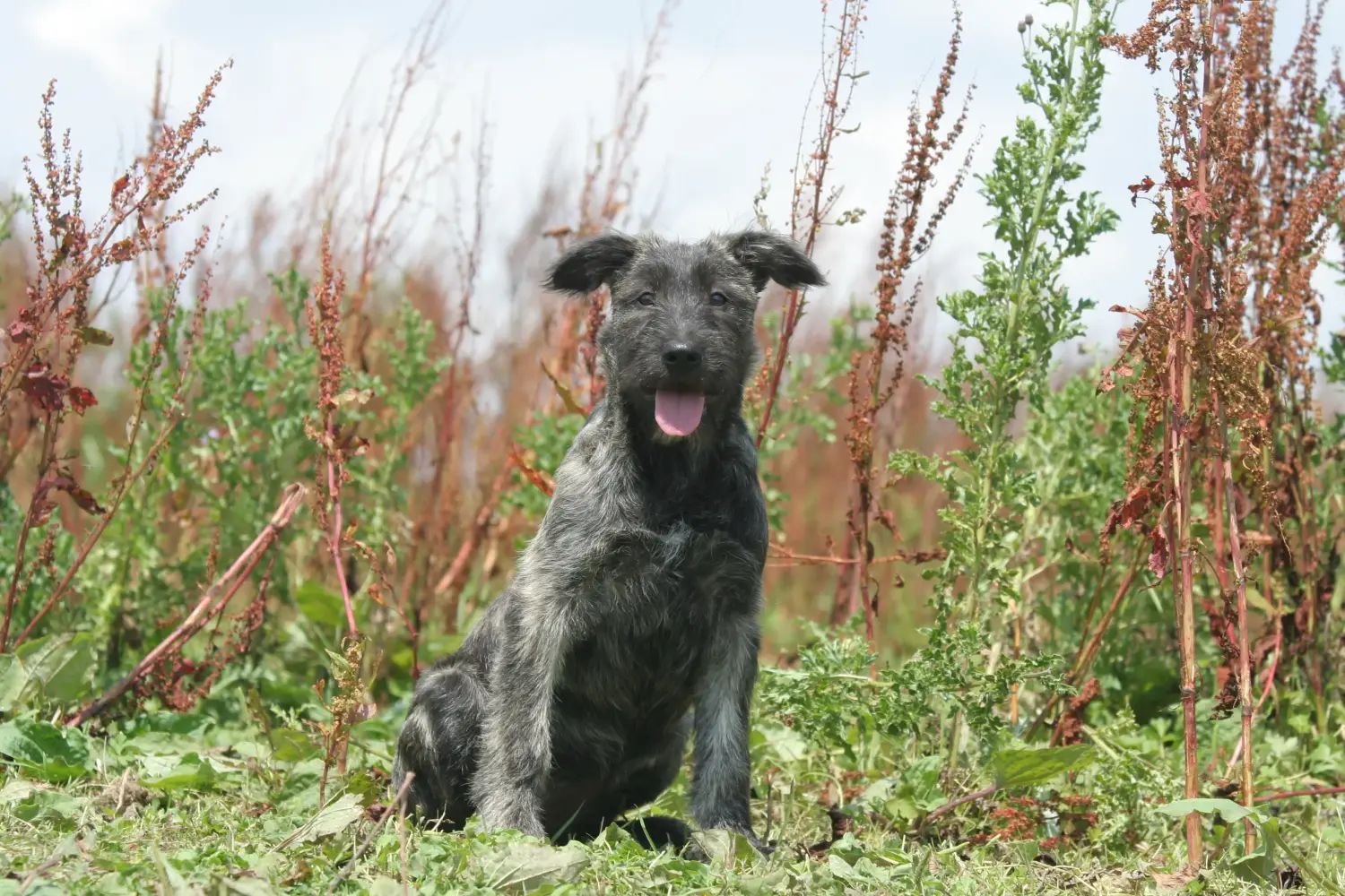 Buying a Bouvier des Ardennes puppy means taking responsibility! Buy Bouvier des Ardennes puppies.