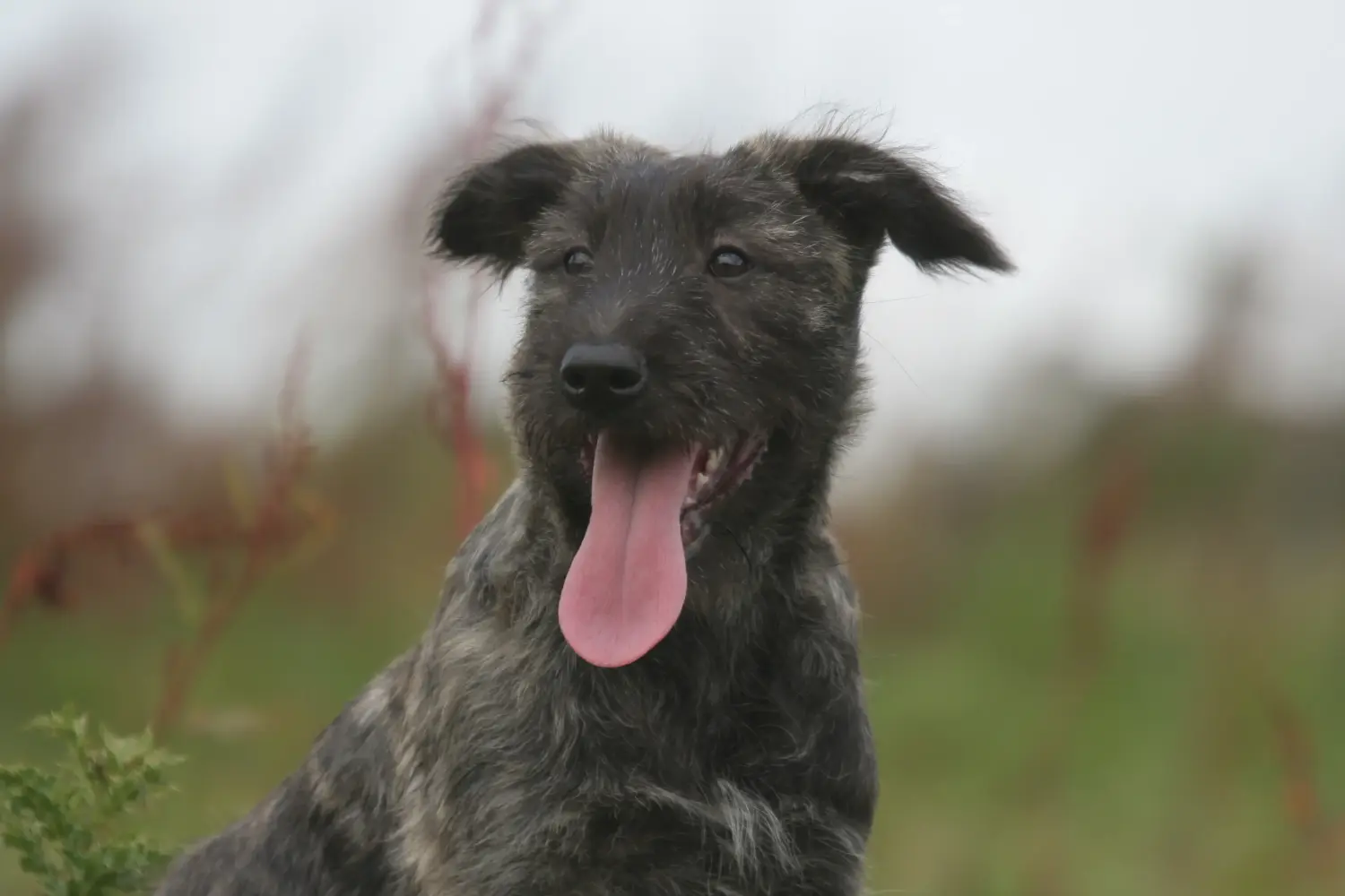 Buying a Bouvier des Ardennes puppy means taking responsibility! Buy Bouvier des Ardennes puppies.