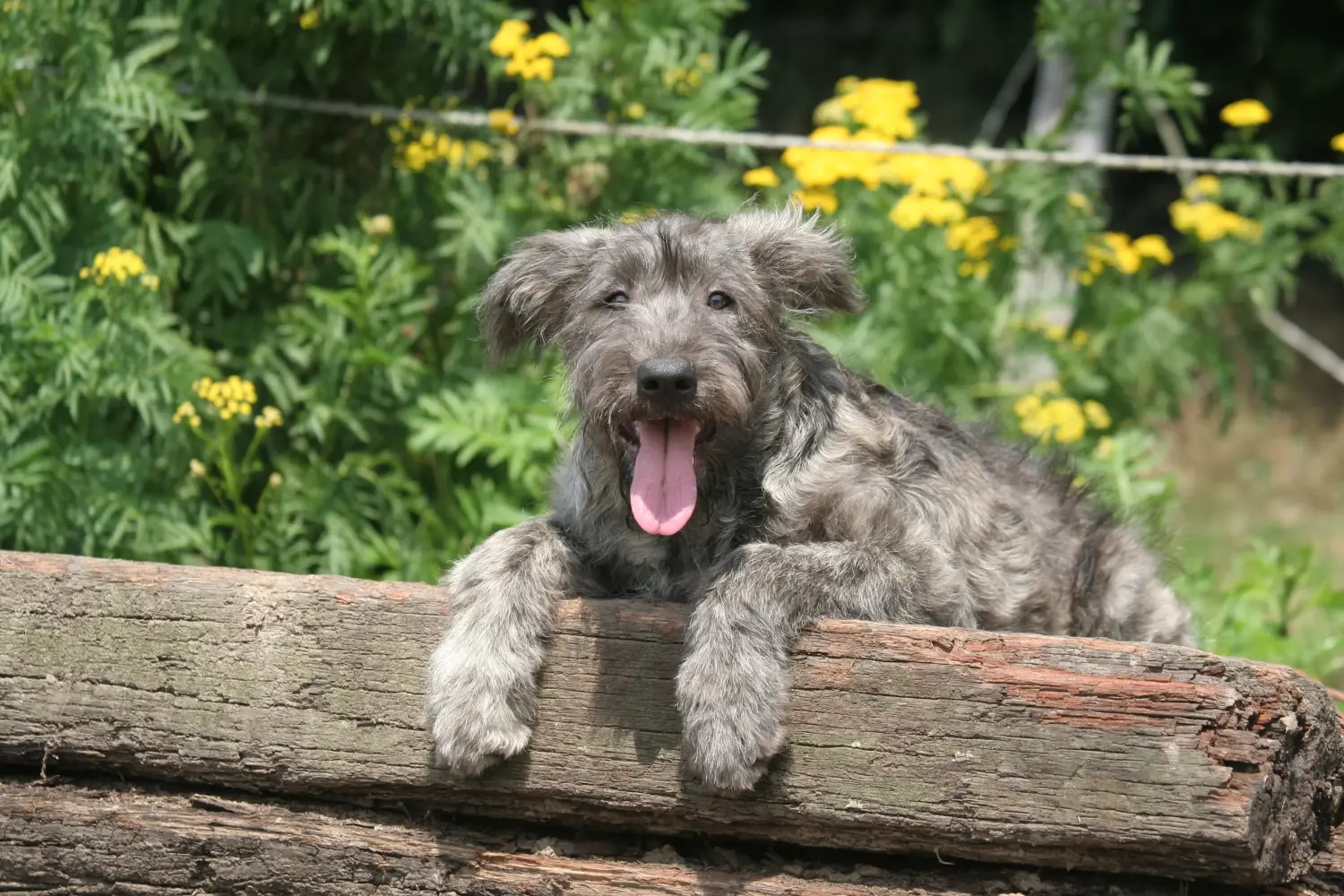 Buying a Bouvier des Ardennes puppy means taking responsibility! Buy Bouvier des Ardennes puppies.