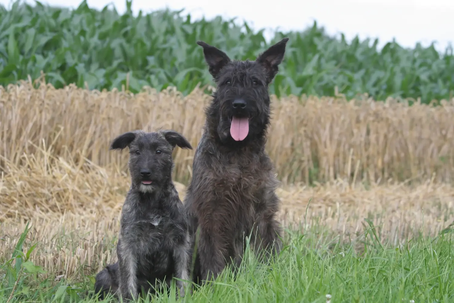 Buying a Bouvier des Ardennes puppy means taking responsibility! Buy Bouvier des Ardennes puppies.