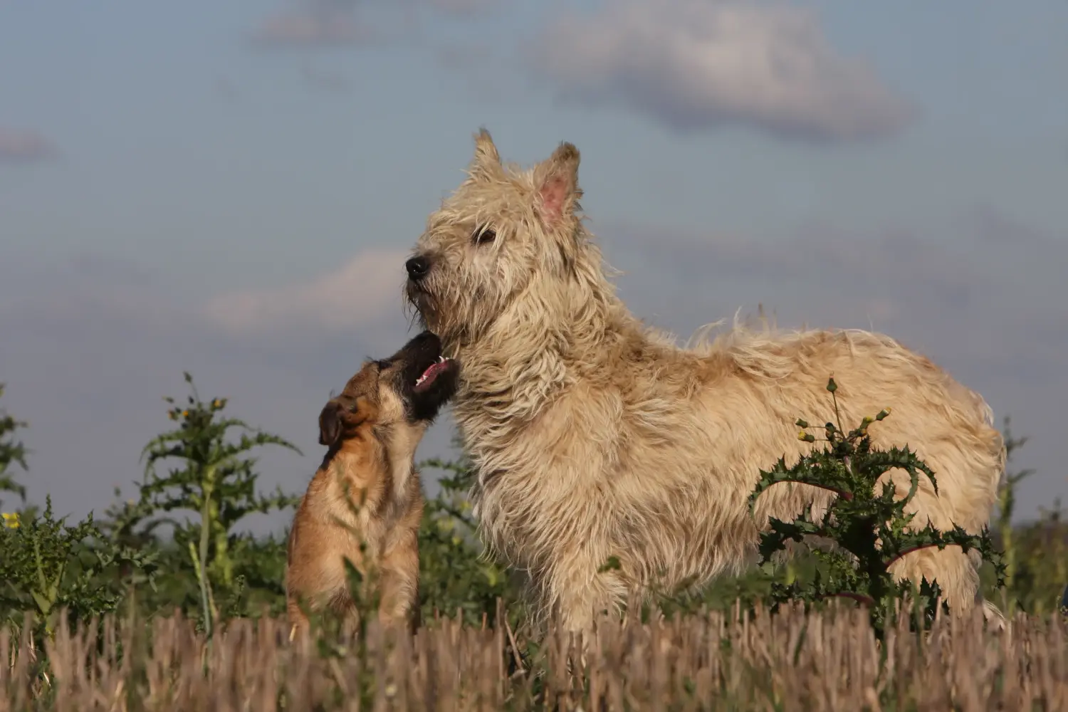 Buying a Bouvier des Ardennes puppy means taking responsibility! Buy Bouvier des Ardennes puppies.