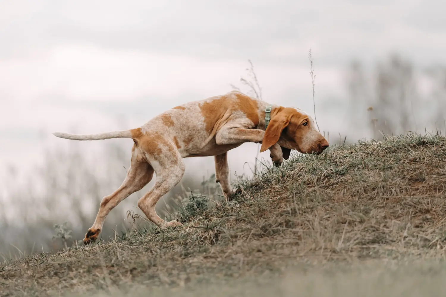 Buying a Bracco Italiano puppy means taking responsibility! Buy Bracco Italiano puppies.